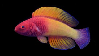Σπάνιο ψάρι στα χρώματα του ουράνιο τόξου ανακαλύφθηκε στις Μαλδίβες