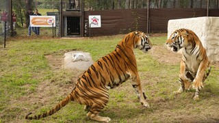Τέσσερις τίγρεις Βεγγάλης που διασώθηκαν από την Αργεντινή βρήκαν νέο σπίτι στη Νότια Αφρική