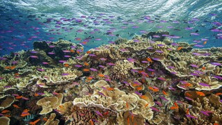 Ανησυχία για τον Μεγάλο Κοραλλιογενή Ύφαλο - Σοβαρός αποχρωματισμός των κοραλλιών