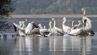 Γρίπη των πτηνών: Νεκροί αγριοπελεκάνοι συλλέγονται από λίμνες της Μακεδονίας για τέταρτη μέρα