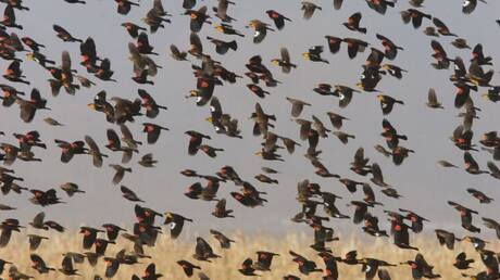 Παρατηρώντας τα αποδημητικά πουλιά στο Γιβραλτάρ