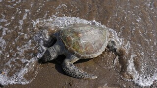 Με εξαφάνιση κινδυνεύουν ένα στα πέντε είδη ερπετών και θαλάσσιας χελώνας