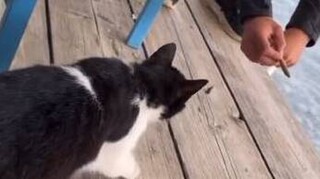 «Σιγά που σκοτώσαμε το γατί»: Ύβρεις από τον άντρα που κλώτσησε τη γάτα στην Αιδηψώ