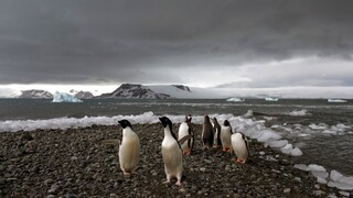 Ένα ρομπότ «ζει» μαζί με τους πιγκουίνους της Ανταρκτικής και προσπαθεί να τους σώσει