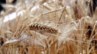 Γεωργιάδης για την αύξηση στο ψωμί: Η τιμή του σιταριού έχει υπερτετραπλασιαστεί παγκοσμίως