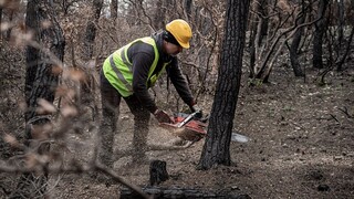 Πώς διασφαλίζεται η φυσική αναγέννηση του δάσους μετά τη φωτιά – Το παράδειγμα της Βαρυμπόμπης