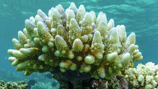 Αυστραλία: Επικίνδυνη η λεύκανση των κοραλλιογενών υφάλων από την υπερθέρμανση του πλανήτη