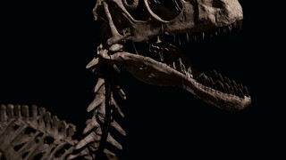 Ο «Έκτωρ» σε δημοπρασία: 12 εκατομμύρια για το σκελετό δεινοσαύρου που ενέπνευσε το Jurassic Park
