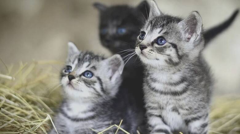 Θεσσαλονίκη: Τεμάχισαν νεογέννητα γατάκια και τα έβαλαν σε μπολ σίτισης αδέσποτων