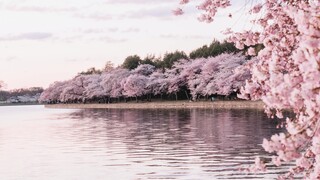 Ιαπωνία: H κλιματική κρίση ωθεί τις κερασιές να ανθίζουν νωρίτερα