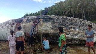 Νεκρή σπερμοφάλαινα ξεβράστηκε στις ακτές των Φιλιππίνων - Σειρά από θανάτους στις θάλασσες