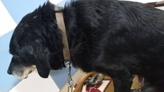 Χανιά: Έδεσε το σκύλο στον προφυλακτήρα του αυτοκινήτου και τον έσερνε στο δρόμο
