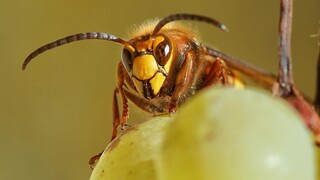 «Apocalypse»: Τα έντομα κινδυνεύουν με εξαφάνιση