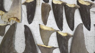 Έρευνα για την παράνομη αφαίρεση πτερυγίων καρχαρία στον Ειρηνικό
