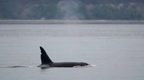 Γαλλία: Βρέθηκε φάλαινα στο Σικουάνα ποταμό – Σχέδιο για επιστροφή στη θάλασσα