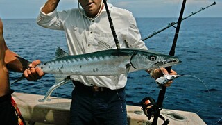ΗΠΑ: Κοκτέιλ φαρμάκων μολύνει τα ψάρια στις ακτές της Φλόριντα