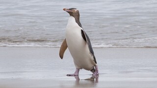 Κέντρο αποκατάστασης για υπό εξαφάνιση πιγκουίνους; Συμβαίνει στη Νέα Ζηλανδία