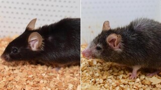 «Μπέντζαμιν Μπάτον»: Επιστήμονες ανέστρεψαν το γήρας ποντικιών - Μπορεί να γίνει στον άνθρωπο;