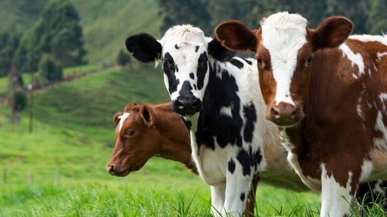 Γιατί η Νέα Ζηλανδία θέλει να φορολογήσει το ρέψιμο των αγελάδων