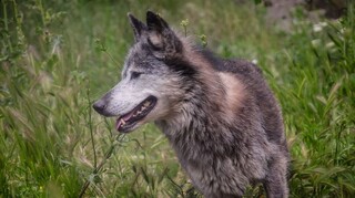 Από ζωολογικούς κήπους στην άγρια φύση - Πρωτοβουλία για το απειλούμενο είδος των λύκων