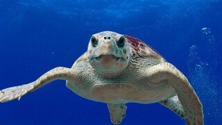Οι θαλάσσιες χελώνες εκπέμπουν SOS