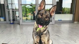 Σέρρες: Σκύλος - αστυνομικός εντόπισε κρυμμένες ναρκωτικές ουσίες - Συνελήφθη 39χρονος