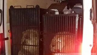 Προμαχώνας: Εντοπίστηκαν δύο λιοντάρια και μία τίγρης καθ΄οδόν για Μύκονο