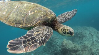 MEDASSET για τις θαλάσσιες χελώνες στη Μεσόγειο: 44.000 θάνατοι από τυχαίες συλλήψεις κάθε χρόνο