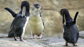 Μικροί μπλε πιγκουίνοι ξεβράζονται νεκροί στις ακτές της Νέας Ζηλανδίας λόγω και κλιματικής αλλαγής