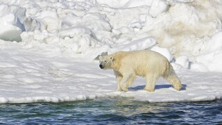Πολικές αρκούδες έμαθαν να ζουν σε περιοχές χωρίς πάγο – Κι αυτό είναι καλό για το είδος τους