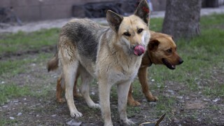 Θεσσαλονίκη: Στο αυτόφωρο 60χρονη που κρατούσε 16 σκυλιά σε διαμέρισμα