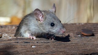 Νεκρά ποντίκια στο Θερμαϊκό: Τι λένε οι επιστήμονες για το φαινόμενο