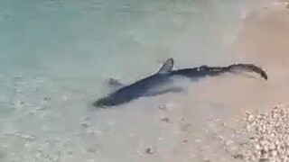 Γαλάζιος καρχαρίας εντοπίστηκε στα ρηχά σε παραλία στα Επτάνησα