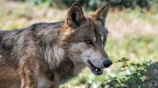 Λύκος έκοβε «βόλτες» έξω από σπίτα στη Ναύπακτο
