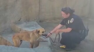 Γορίλες εναντίον… σκύλου: Αναστάτωση σε ζωολογικό κήπο στο Σαν Ντιέγκο