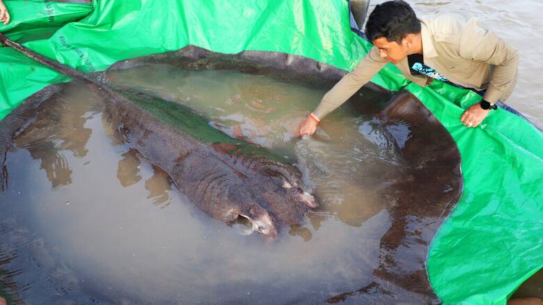 Ζυγίζει 300 κιλά και έχει μήκος 4 μέτρων: Το μεγαλύτερο σαλάχι στον κόσμο βρίσκεται στην Καμπότζη