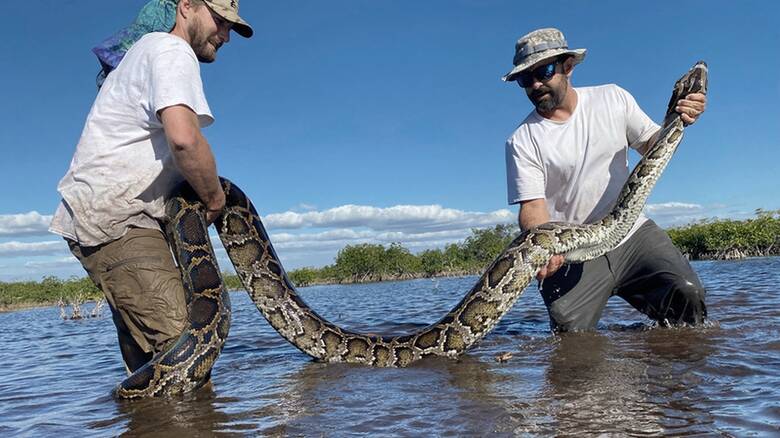 Εντοπίστηκε στη Φλόριντα το βαρύτερο φίδι που υπήρξε ποτέ – Ζυγίζει σχεδόν 100 κιλά