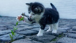 «Ενέδρα» έστησαν μικρά γατάκια σε Αμερικανό στη Λουιζιάνα για να βρουν σπίτι (vid)