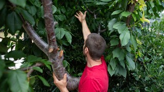 Ένας οπωρώνας στην αυλή του ΠΑΜΑΚ: Λαχταριστά φρούτα στα δέντρα περιμένουν ένα χέρι να τα κόψει