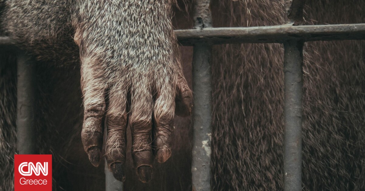 Αττικό Ζωολογικό Πάρκο: Θανατώθηκε χιμπατζής που δραπέτευσε από το κλουβί του