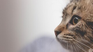 Από άσπονδες «εχθροί», αχώριστες: Οι γάτες που έγιναν viral στο TikTok