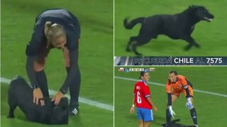 Σκύλος εισβάλλει σε ποδοσφαιρικό αγώνα – Αρνείται να φύγει αν δεν τον χαϊδέψουν πρώτα