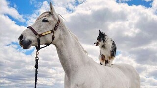 Ρομπέν και Τέντι: Μια δυνατή φιλία ανάμεσα σε ένα σκύλο κι ένα άλογο