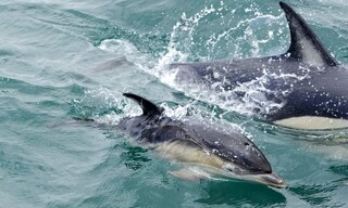 Τα δελφίνια στον ποταμό της Λισαβόνας δείχνουν τα οφέλη της προστασίας της φύσης