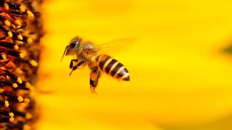 Η Αυστραλία επέβαλε... lockdown στις μέλισσες μετά τον εντοπισμό θανατηφόρου παράσιτου