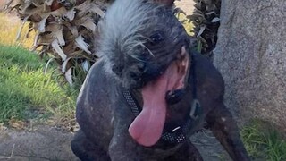 Αυτός είναι ο πιο «άσχημος σκύλος στον κόσμο» (vid)