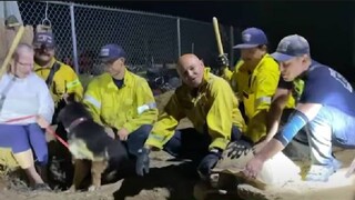Καλιφόρνια: Πυροσβέστες σώζουν κουτάβια που είχαν παγιδευτεί από μια τεράστια χελώνα