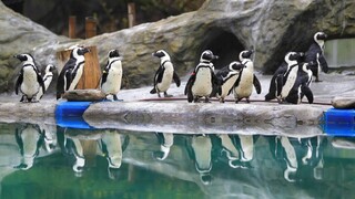 «Απεργία πείνας» κάνουν πιγκουίνοι και ενυδρίδες - Τους έκοψαν τις ακριβές τροφές