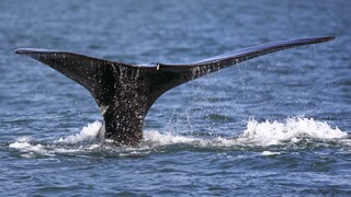 Καλά νέα από την Ανταρκτική: Εντοπίστηκε μεγάλο κοπάδι φαλαινών