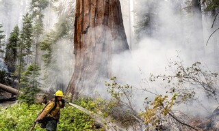 Πυρκαγιά στην Καλιφόρνια απειλεί τα αρχαιότερα δέντρα στη Γη